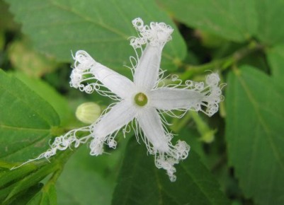 Удивительные сорта огурцов: мелотрия, тладианта и трихозант