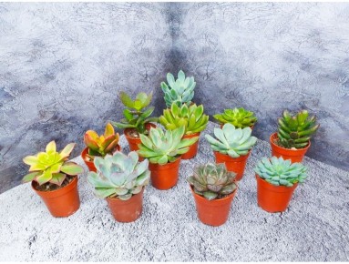 ��� ������� ����������� ����� �������: ������� ����������� � ����������