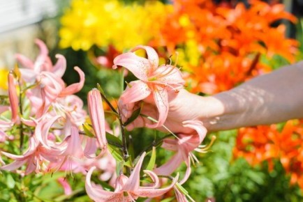 Как добиться великолепного цветения лилий: секреты ухода за луковичными