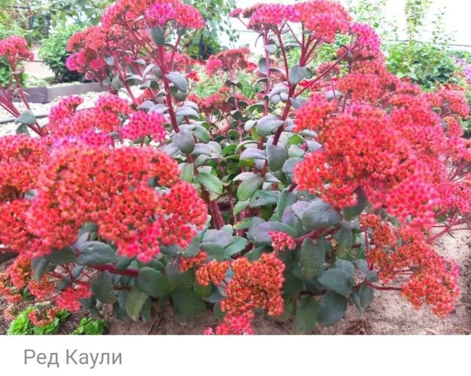 Успех в садоводстве: Размножение больших очитков без лишних хлопот