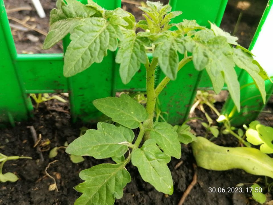 Томаты без рассады: как самосев спасает урожай в Сибири