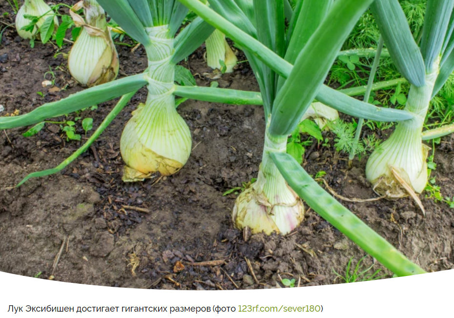 Как посадить лук Эксибишен на рассаду: советы для успешного урожая