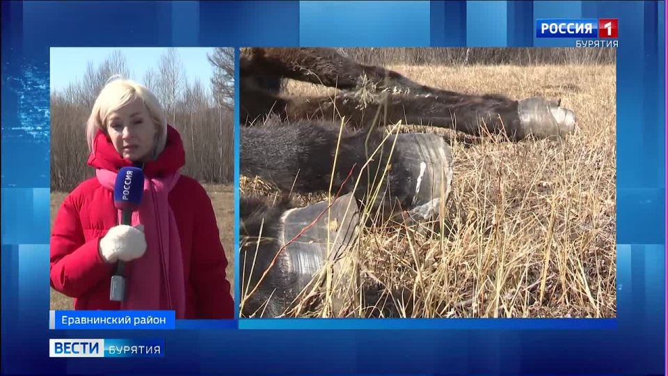 Очередное нападение волков на домашний скот зафиксировано в Бурятии