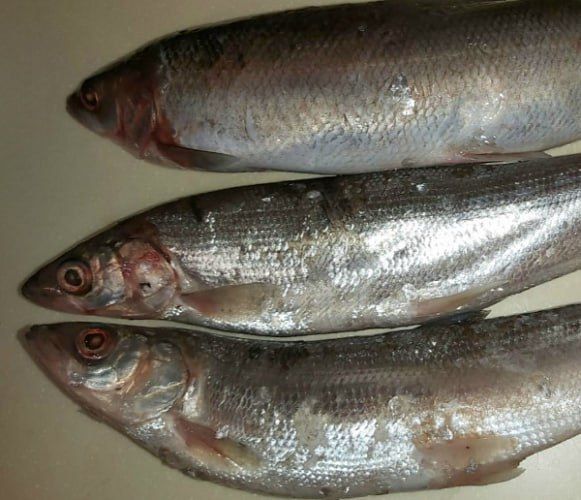 Ложный бренд: СМИ рассказали, как омуль случайно стал главной рыбой на Байкале