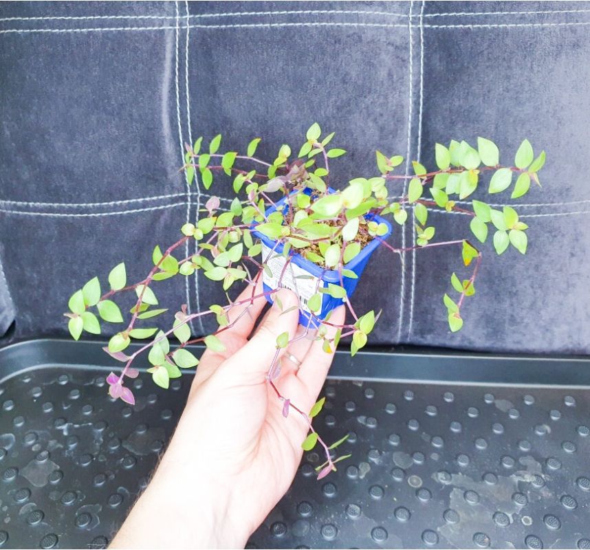 Как сделать весеннюю обрезку комнатных растений: советы по формированию и черенкованию