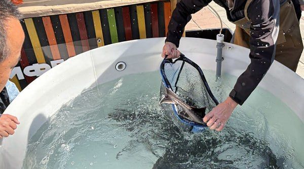 В Бурятии назвали причины вымирания байкальской царь-рыбы