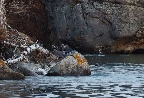 На байкальских нерп нацепят GPS-маячки