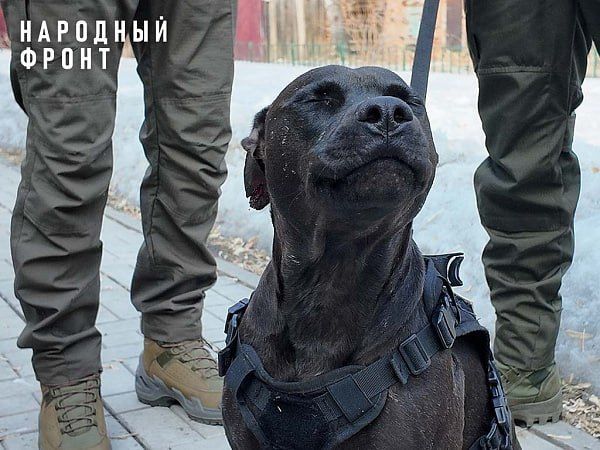 Братья-военные из Иркутска спасли собаку в ДНР и показали ей Байкал