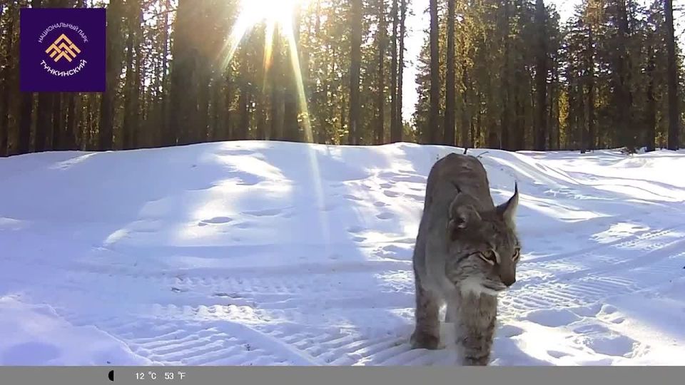 Грациозную рысь сняли в Бурятии
