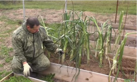 ���-�����: ��������� ����������� ������� �� ����� �������