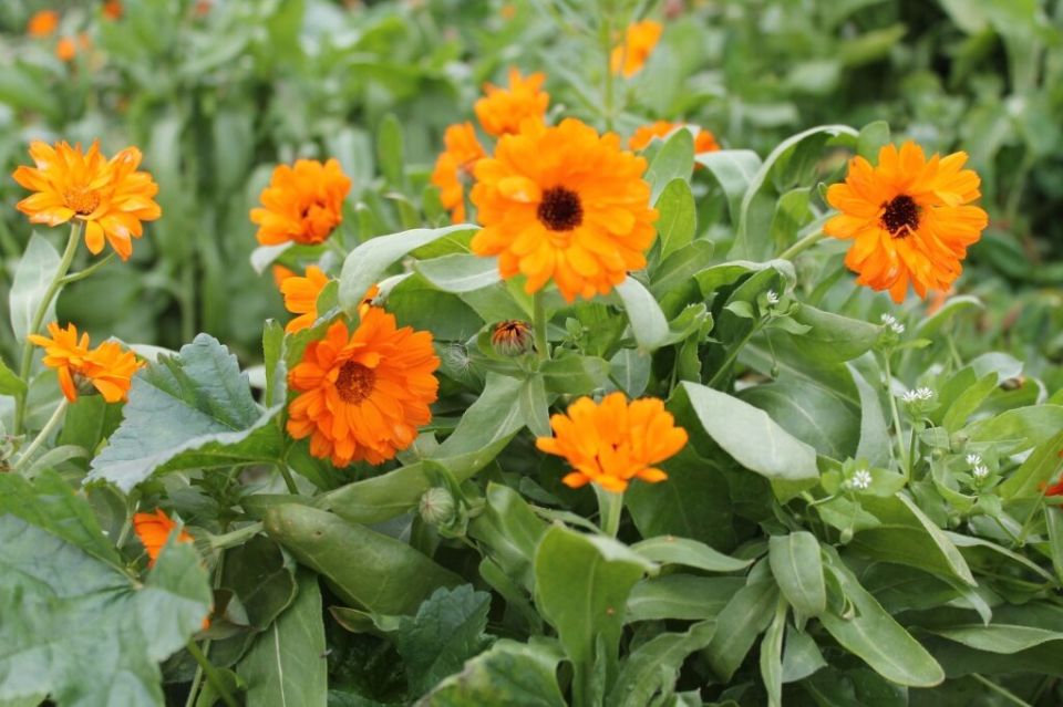 ���������: ������� � ������, ������� �������� � ���� �� ������ �������