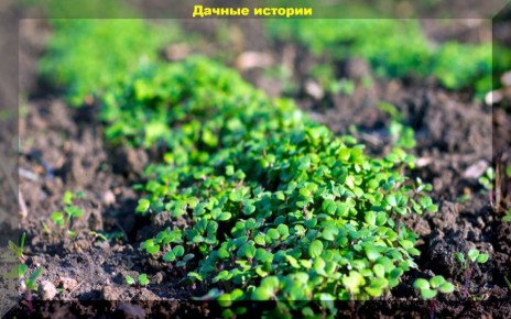 �������� ��� ��������� ������: ��� ��������� �������� � ����