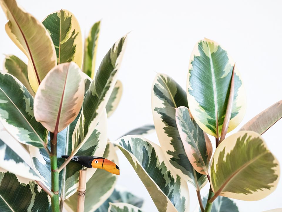 Уход за фикусом: секреты здоровья и красоты вашего растения