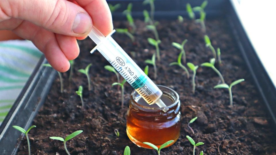 Секреты успешного роста рассады: янтарная кислота и кальциевая селитра