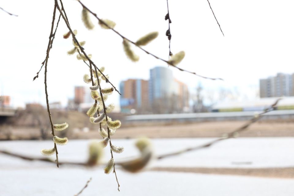 В Бурятии отмечают Вербное воскресенье: традиции, приметы и смысл праздника