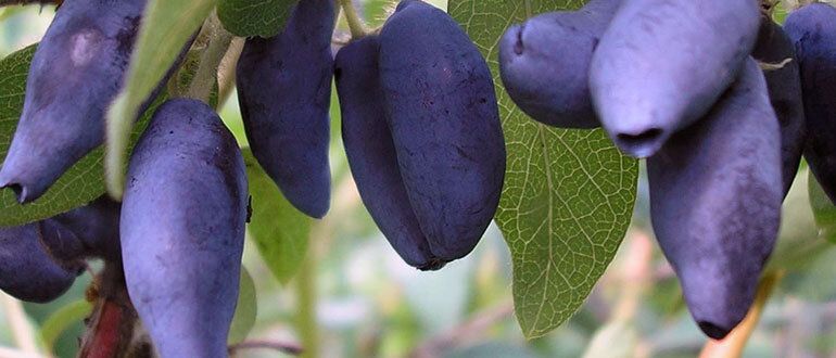 Как правильно ухаживать за жимолостью для богатого урожая