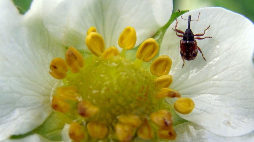 Эффективная защита клубники от земляничного долгоносика