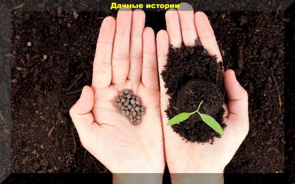 Как ускорить прорастание семян: 12 проверенных методов для идеальной рассады