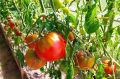 Тонкости ухода за томатами в теплице: как добиться богатого урожая