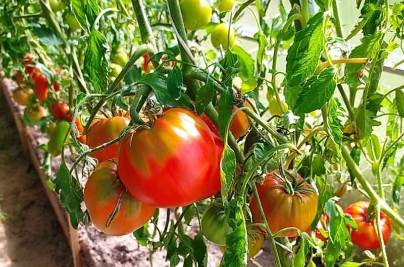 Тонкости ухода за томатами в теплице: как добиться богатого урожая