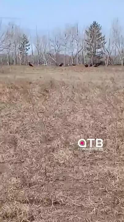 #АТВпишут какие красавцы! Окино-Ключи Бичурского района