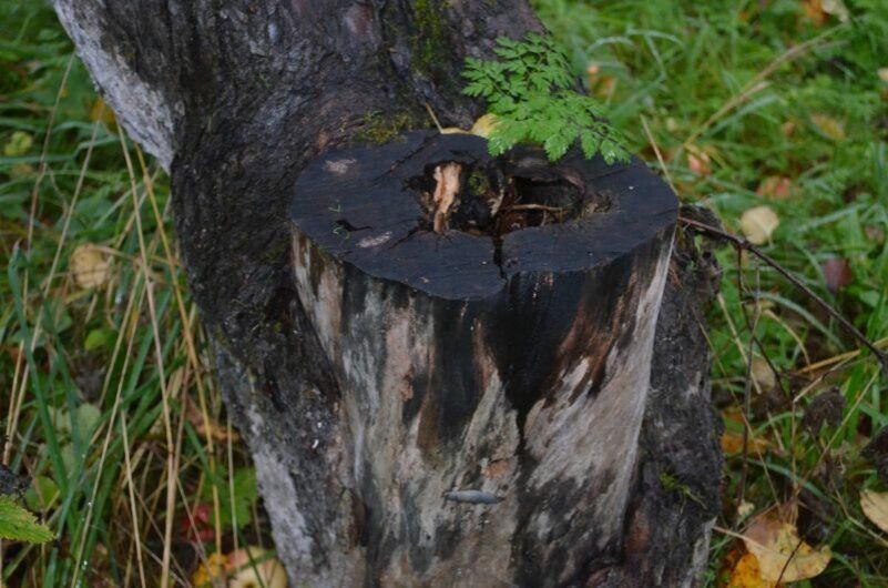 Как заделать дупло у яблони: сохранить здоровье дерева на долгие годы