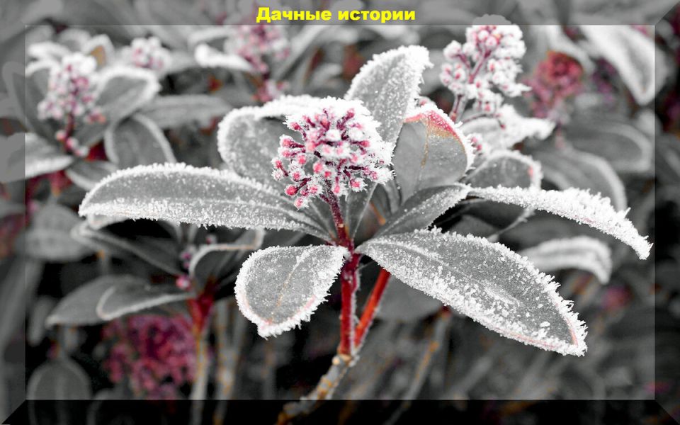 Дачные ответы на популярные вопросы: секреты успешного садоводства