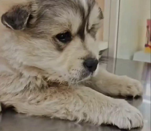 В Улан-Удэ щенок с очень тяжёлой судьбой нашёл семью