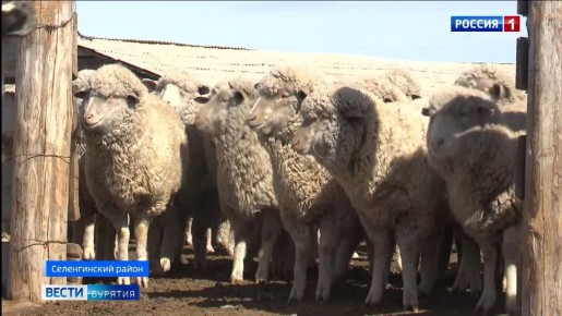 Уникальный генофонд бурятского типа тонкорунных овец создадут в республике