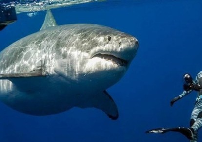 Как на Кубе дайвер стал жертвой акулы и открыл тайны жизни после смерти