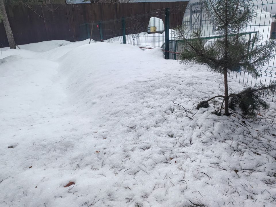 Как побороть последствия зимы: советы по спасению роз от снега