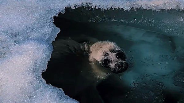 «Самая милая встреча»: Байкальский гид встретил детёныша нерпы