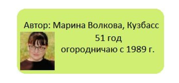 Сезон чесночных стрелок: советы по срезке и вкусные рецепты