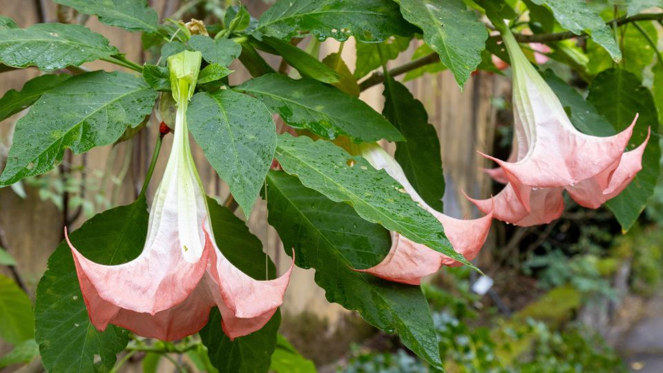 Бругмансия: секреты пышного цветения и уход за волшебным растением