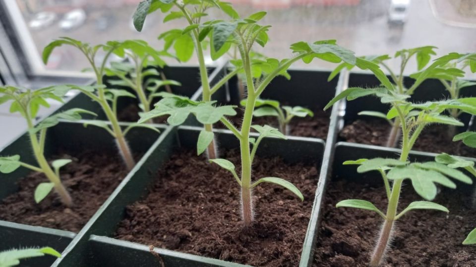 Как народные средства влияют на рассада томатов: неожиданные результаты эксперимента