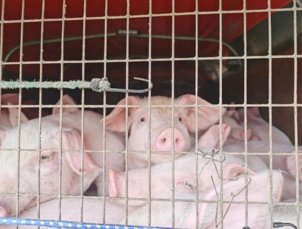 Сотню иркутских чушек-нелегалов не пустили в Бурятию