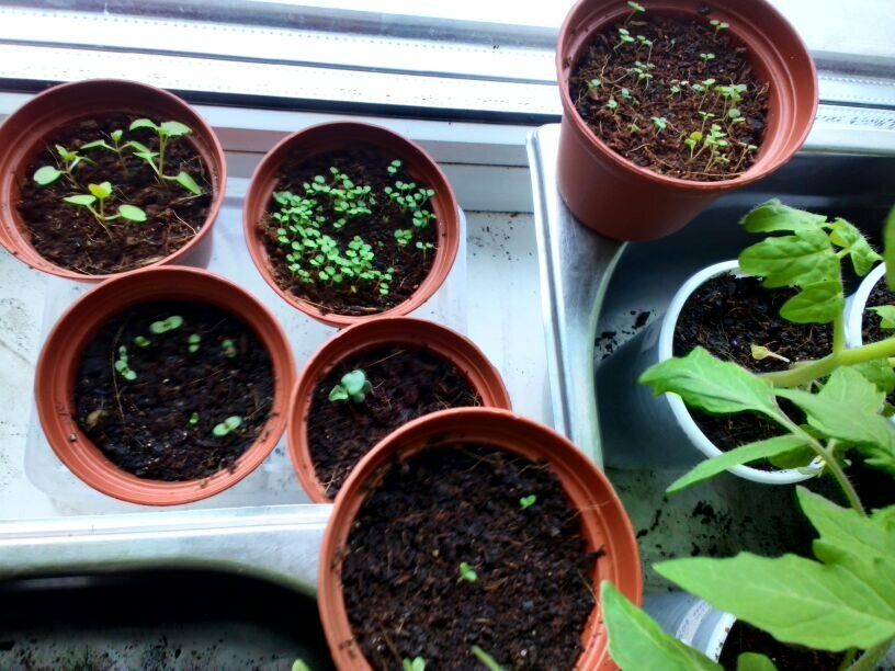 ��� ������ � ����� � ������: ������ ��� �����������