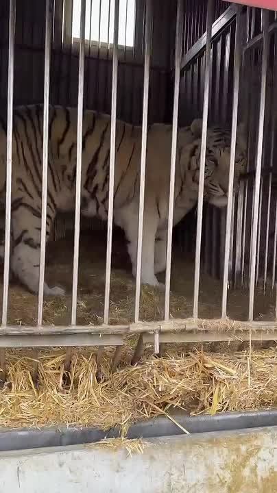 Ничего необычного, просто тигры проходят «фейс-контроль» на границе в Бурятии