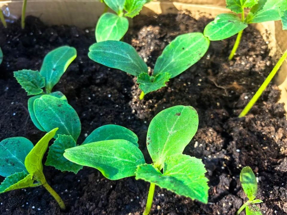 �������� ���������� �������: ������ �� ����� � ����� �� ��������