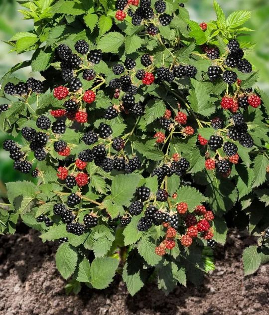 ������� ������ 2025: ����� �� ������������� � ����� ����� ��� ������ ����?