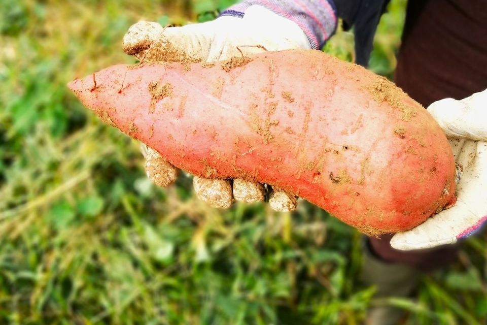 �����: ����� ���������, ������� ������ �������� ������ �������