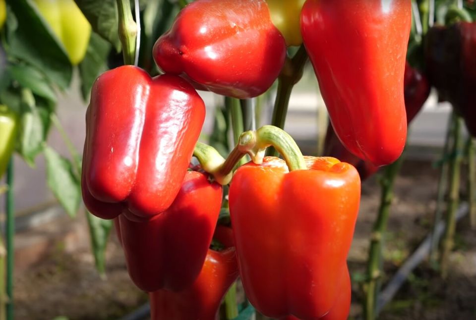 �������� ������ �� ������� ������� ����� ��� ��������� ������