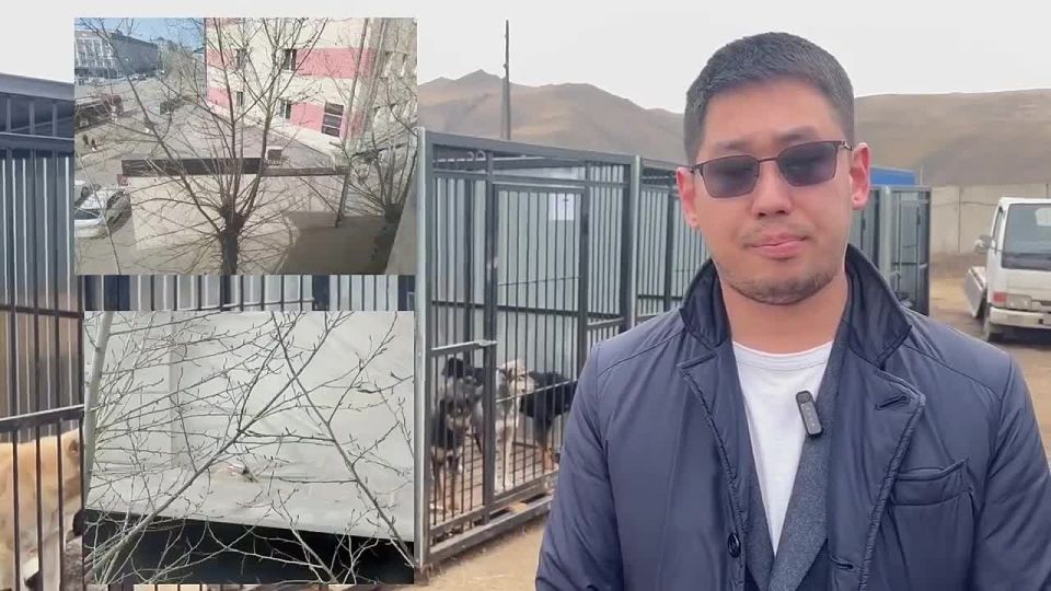 Собака просидела три дня на крыше «Спутника»