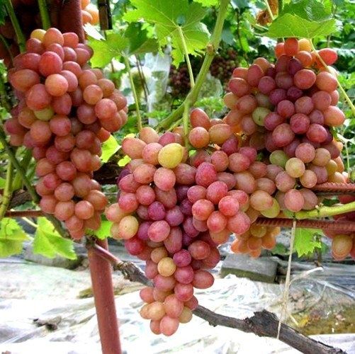 �������� �����: ��������� ������ �� ����, ��� ����������� � ������������