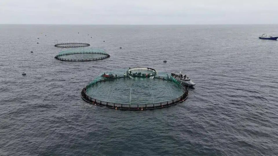 Инновационный проект на Каспии: датская компания инвестирует в форель