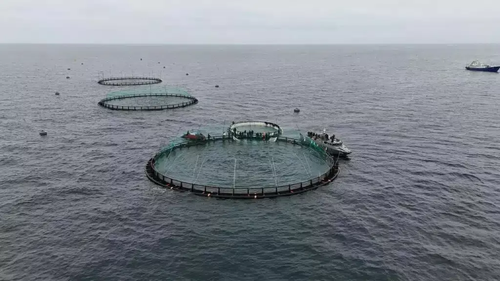 Инновационный проект на Каспии: датская компания инвестирует в форель