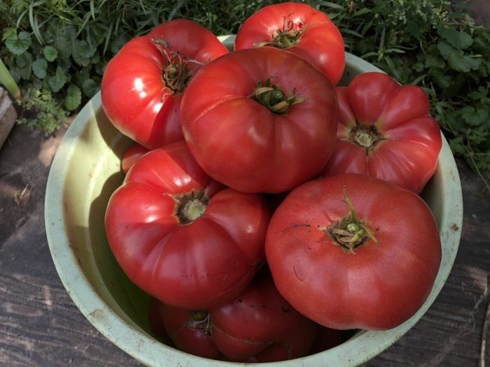 Томат Ташкентский Юсуповский: секреты гигантского урожая для опытных огородников