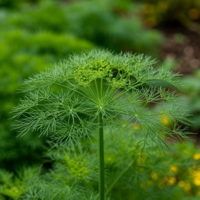 Укроп на вашем столе: секреты успешной посадки и ухода