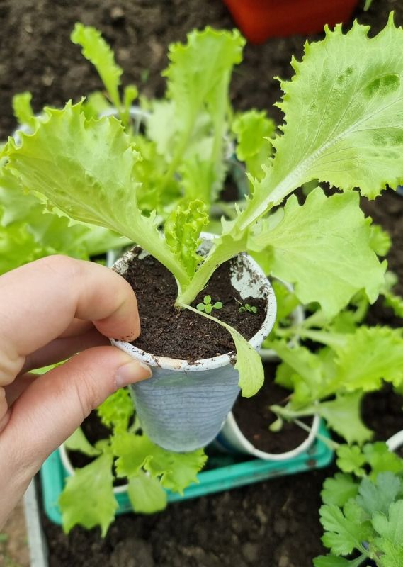 ��� �������� ������ ����� � ���: ������� ��������� �����������