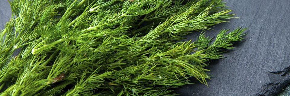 �����: ������, �������� ���� � ��������